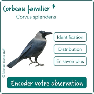 Cartouches_Oiseaux
