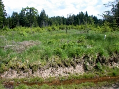 Tentative de plantation dans un ancien chablis dans les sources de l'Aisne en 2004 (Marc Dufrêne CC-by-NC)