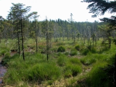 Tentative de plantations dans la Fagne du Pouhon en 2004 (Marc Dufrêne CC-by-NC)