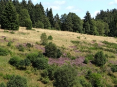 Landes sèches dans la vallée de la Schwalm (Elsenborn)