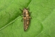 larve de coccinelle à deux points (Adalia bipunctata) [CC by-sa San Martin Gilles]
