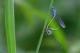 Agrion élégant (Ischnura elegans) Mâle et femelle accouplement. [copyright Garin Michel]