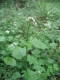 Alliaria petiolata [copyright]