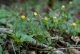 Flore herbacée typique de la chênaie-frênaie climacique : Anemone ranunculoides et Adoxa moschatellina [copyright Wibail Lionel]