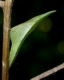 chrysalide d'Aurore (Anthocharis cardamines) sur Alliaria petiolata [copyright Baugnée Jean-Yves]