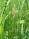 E2.11bc - Prairies pâturées permanentes pas ou peu fertilisées (Festuco-Cynosuretum)