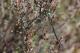 Cordulie arctique (Somatochlora arctica) Mâle. [copyright Maingeot Emanuel]