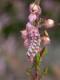 chenille d'Argus à bande noire (Celastrina argiolus) sur Calluna vulgaris [copyright Baugnée Jean-Yves]