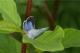 Azuré des nerpruns, femelle de 2ème génération (Celastrina argiolus) [copyright Delacre Jean]
