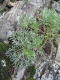 Artemisia campestris [copyright]