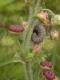 chenille de Grisette (Carcharodus alceae) sur Malva moschata [copyright Baugnée Jean-Yves]