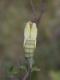 chrysalide vide de Souci (Colias croceus) [copyright Baugnée Jean-Yves]