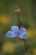 Bleu céleste (Polyommatus bellargus) [copyright Pierret Séverin]