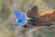 accouplement de Bleu céleste (Polyommatus bellargus) [CC by-sa San Martin Gilles]