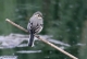 Bergeronnette grise (Motacilla alba) [copyright Farinelle Charly]