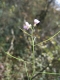 Cardaminopsis arenosa subsp. borbasii_01 [copyright Wibail Lionel]