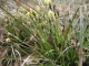 Carex caryophyllea [copyright Wibail Lionel]