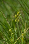 Carex echinata.jpg