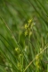 D2.22 - Bas-marais à [Carex nigra], [Carex canescens] et [Carex echinata]