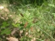 Carex flacca [copyright]