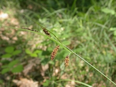 Carex flacca.jpg