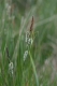 Carex nigra [copyright]