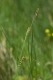 Carex panicea [copyright]