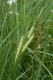 Carex rostrata [copyright]