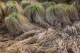Cariçaies à Carex paniculata [copyright Wibail Lionel]