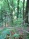 Cephalanthera damasonium [copyright Wibail Lionel]