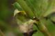 oeuf de Cuivré écarlate (Lycaena hippothoe) posé sur Rumex acetosa  [copyright Steeman Chris]