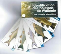 Clef visuelle simplifiée poissons de Wallonie