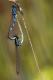 Agrion mignon (Coenagrion scitulum) Mâle et femelle accouplement. [copyright Simon Luc]