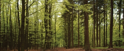 Colloque forêt et biodiversité.jpg