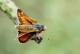 mâle de Virgule (Hesperia comma) [CC by-sa San Martin Gilles]