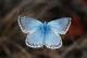 Argus bleu nacré (Polyommatus coridon) [CC by-sa San Martin Gilles]