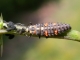 larve de coccinelle à 7 points (Coccinella septempunctata) [CC by-sa San Martin Gilles]