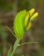 Thécla de la ronce (Callophrys rubi) [copyright Baugnée Jean-Yves]