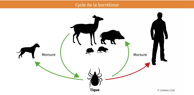 cycle_borreliose