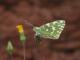 Marbré-de-vert (Pontia daplidice) [copyright Devillers Christine]