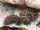 chenilles de Damier noir (Melitaea diamina) sous Valeriana repens [copyright Baugnée Jean-Yves]