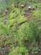 Dianthus carthusianorum 2