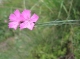 Dianthus carthusianorum [copyright]