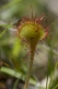 Drosera rotundifolia [copyright]
