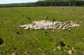 Moutons dans la lande