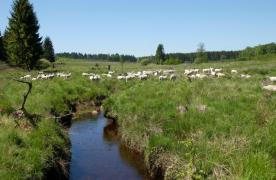 Moutons dans la lande