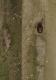 cavité d'Ecureuil roux (Sciurus vulgaris) [copyright Pierret Séverin]
