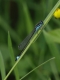Agrion élégant (Ischnura elegans) Mâle. [copyright Rouck Jean]