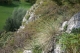 E1.29 - Pelouses à [Festuca pallens] des rochers calcaires