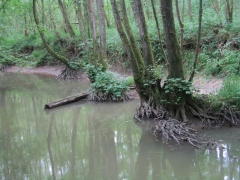 Forêt alluviale